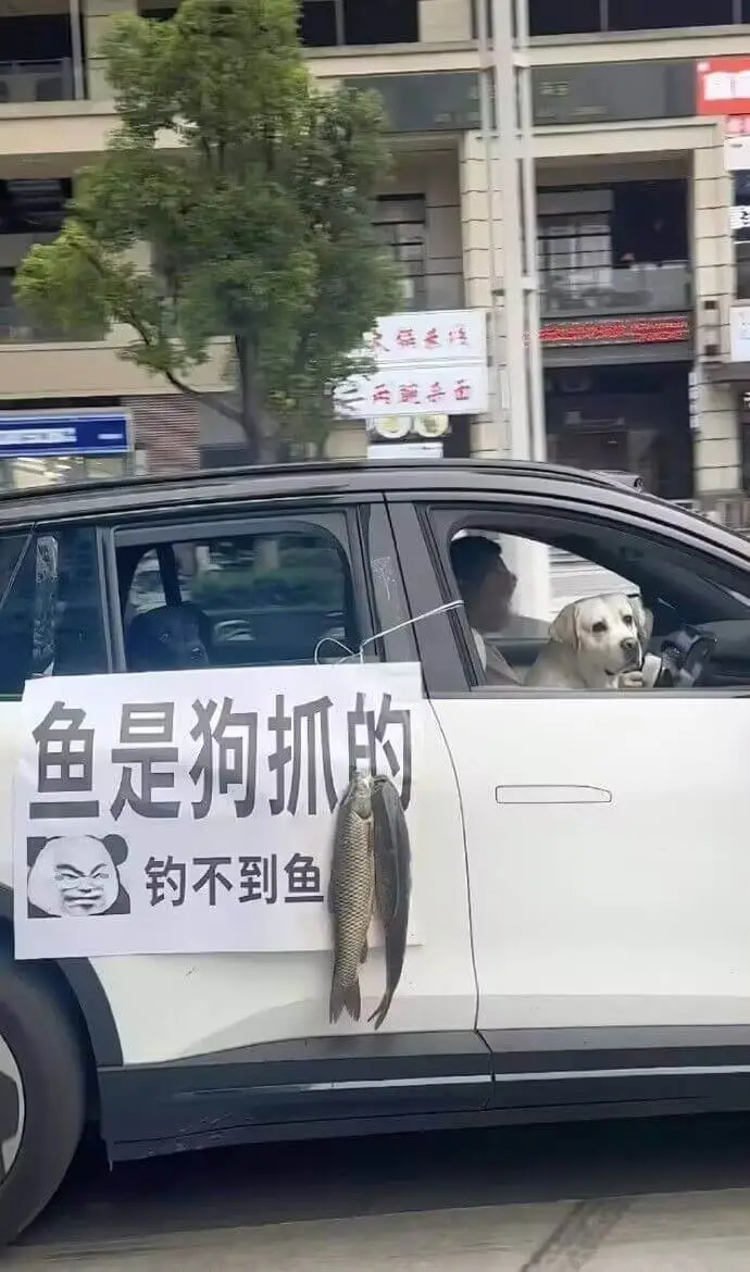 鱼是狗抓的，钓不到鱼