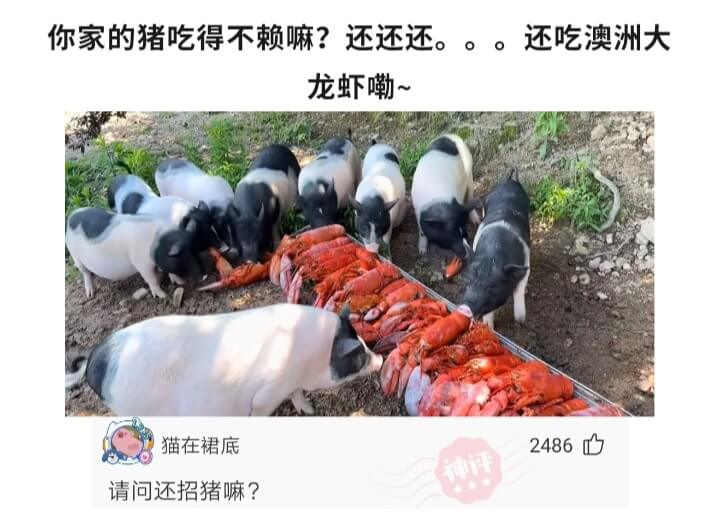 你家的猪吃得不赖嘛?还还还。。。还吃澳洲大龙虾嘞~猫在裙底2