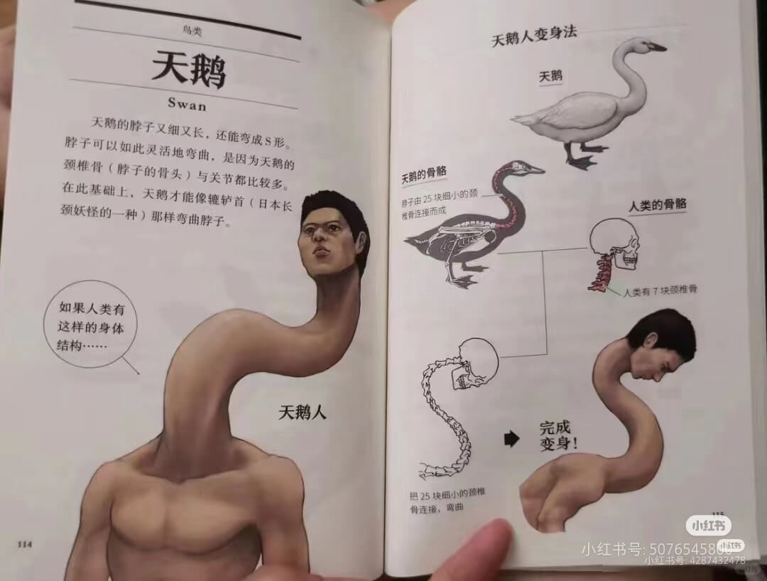 鸟类天鹅Swan天鹅的脖子又细又长，还能弯成S形。脖子可以如