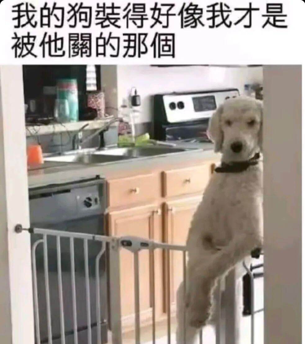 我的狗装得好像我才是被他关的那个