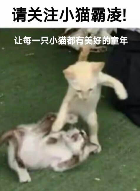 请关注小猫霸凌！让每一只小猫都有美好的童年