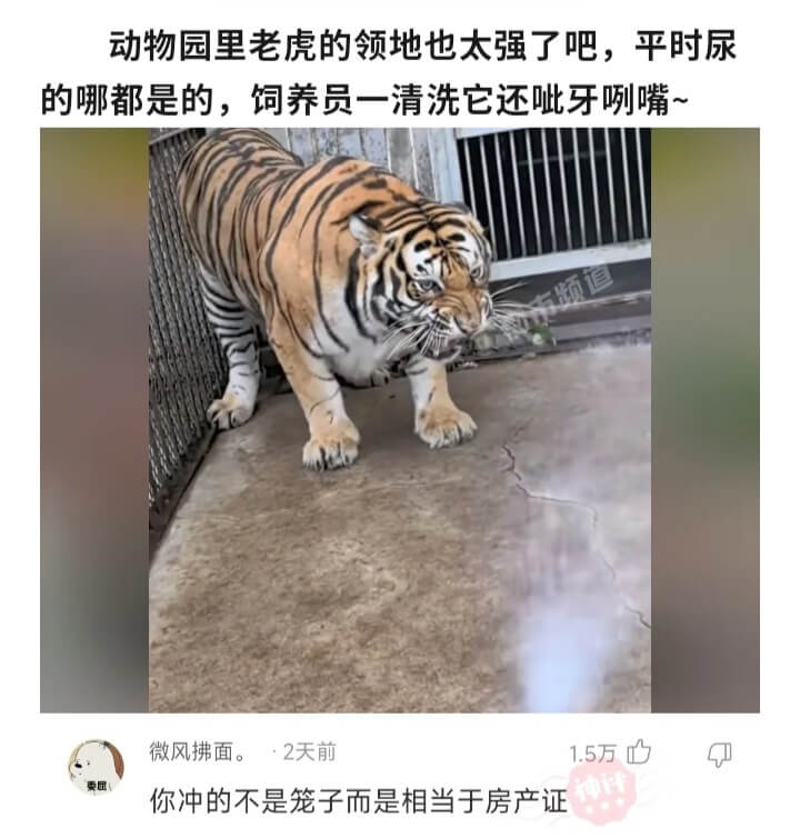 动物园里老虎的领地也太强了吧，平时尿微风拂面。·2天前1.5