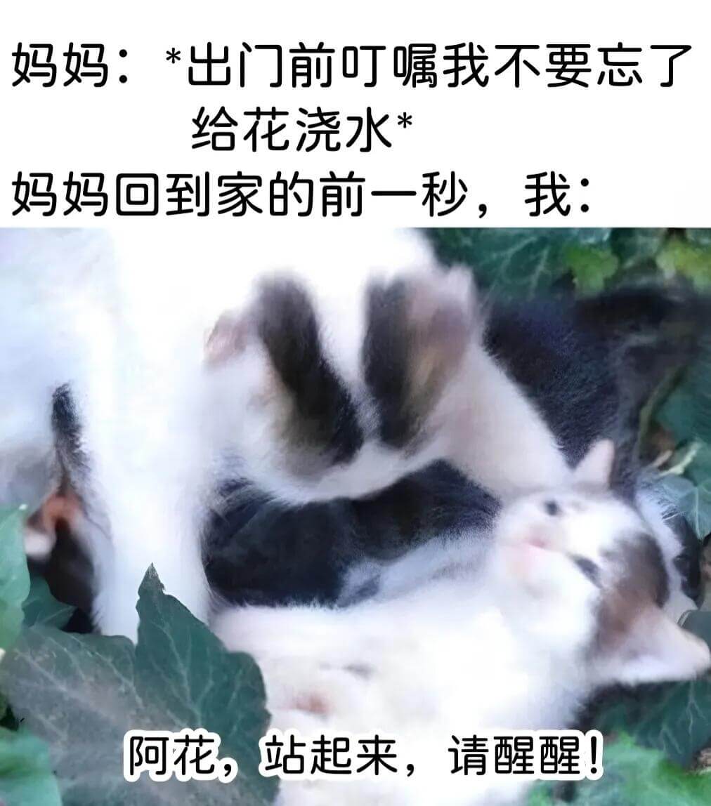妈妈：*出门前叮嘱我不要忘了给花浇水*妈妈回到家的前一秒，我
