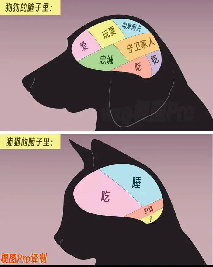 狗狗的脑子里:忠诚猫猫的脑子里:睡梗图Pro译制