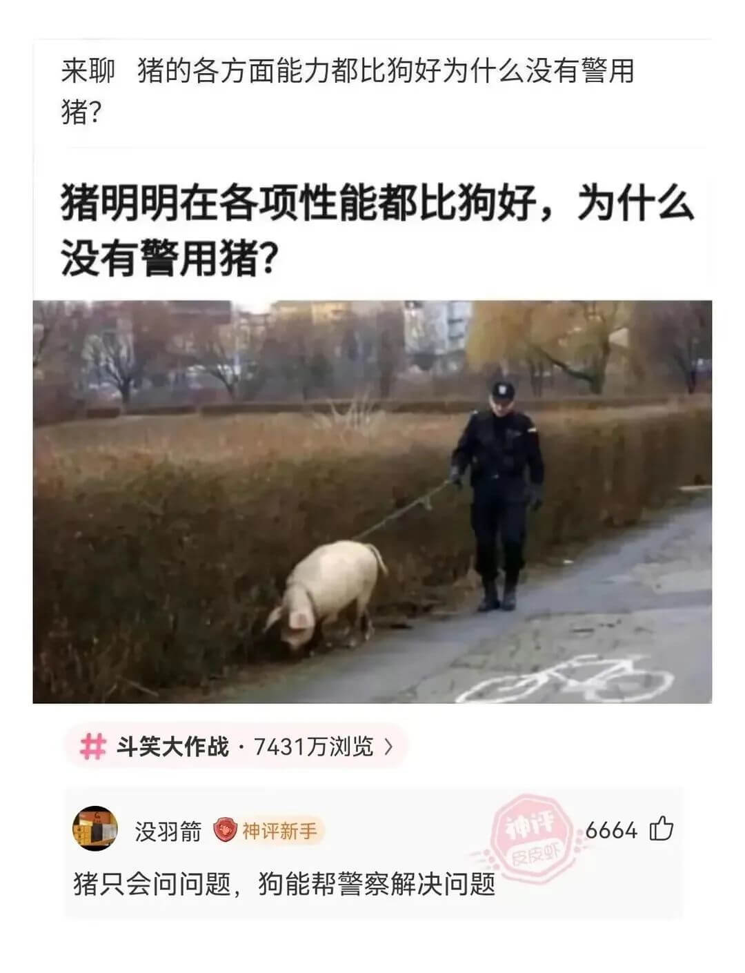 来聊猪的各方面能力都比狗好为什么没有警用猪?猪明明在各项性能