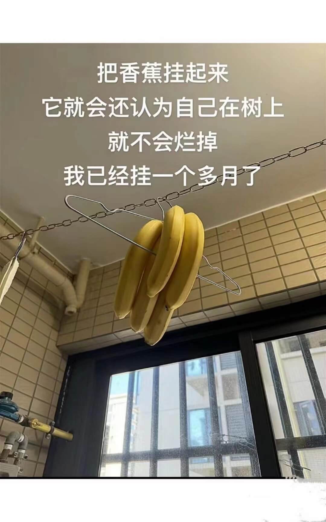 把香蕉挂起来它就会还认为自己在树上就不会烂掉我已经挂一个多月