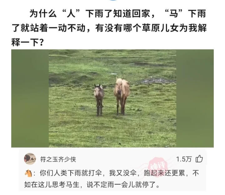 为什么“人”下雨了知道回家，“马”下雨了就站着一动不动，有没