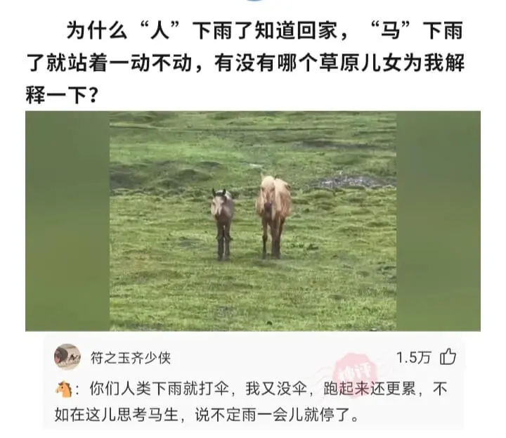 为什么“人”下雨了知道回家，“马”下雨了就站着一动不动，有没