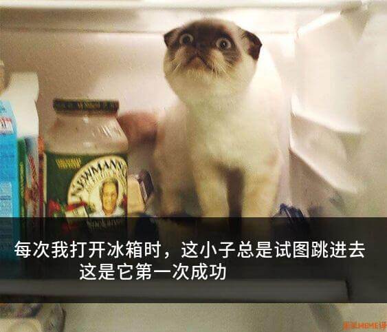 每次我打开冰箱时，这小子总是试图跳进去。这是它第一次成功。L