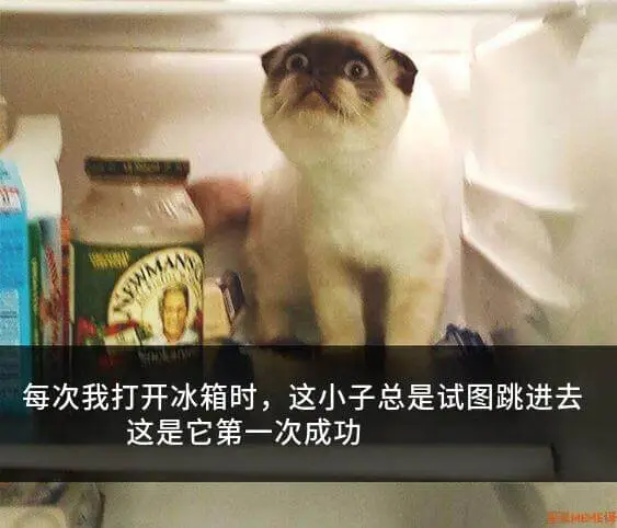 每次我打开冰箱时，这小子总是试图跳进去。这是它第一次成功。L