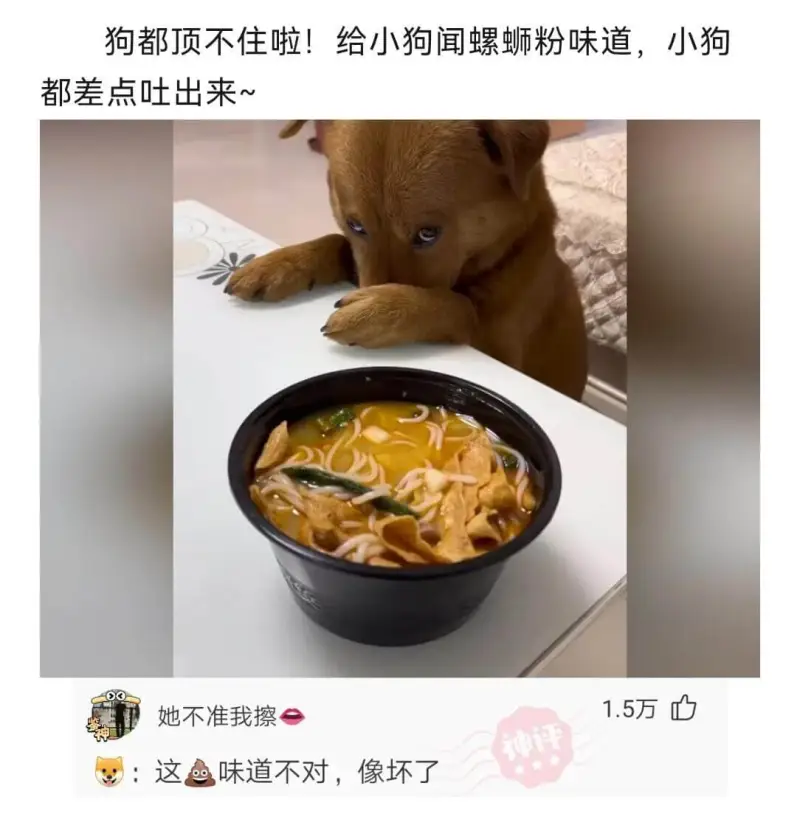 狗都顶不住啦!给小狗闻螺蛳粉味道，小狗都差点吐出来~她不准我