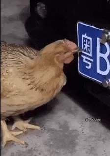 🐔不择食