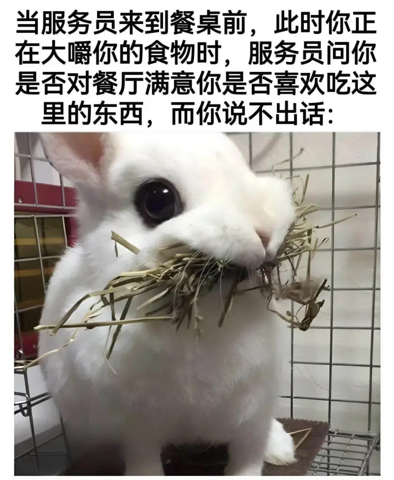 当服务员来到餐桌前，此时你正在大嚼你的食物时,服务员问你是否