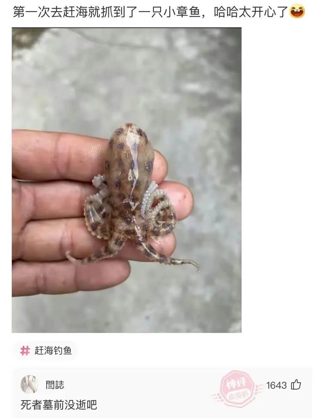 第一次去赶海就抓到了一只小章鱼，哈哈太开心了赶海钓鱼神汗16