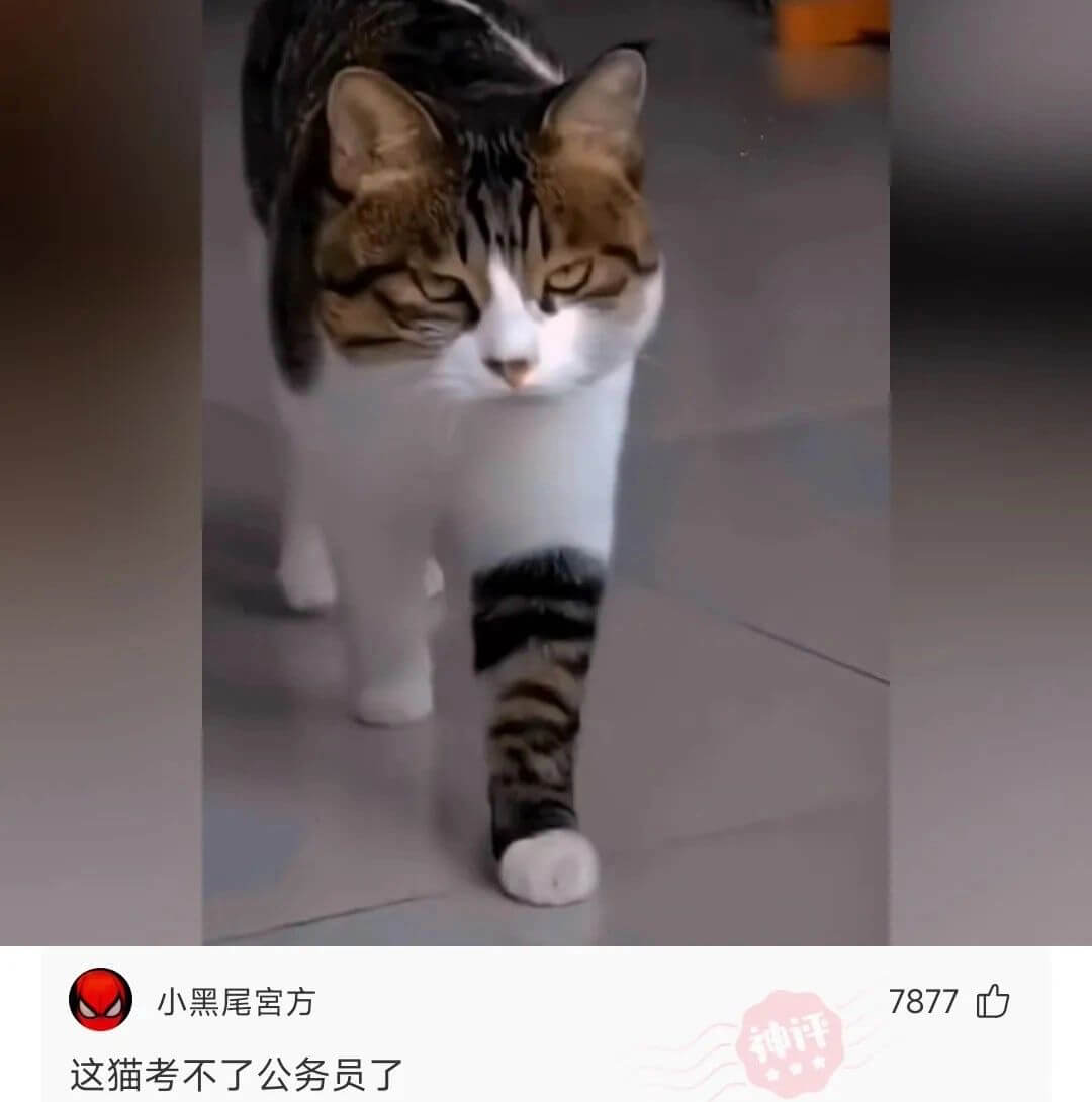 小黑尾宮方7877这猫考不了公务员了