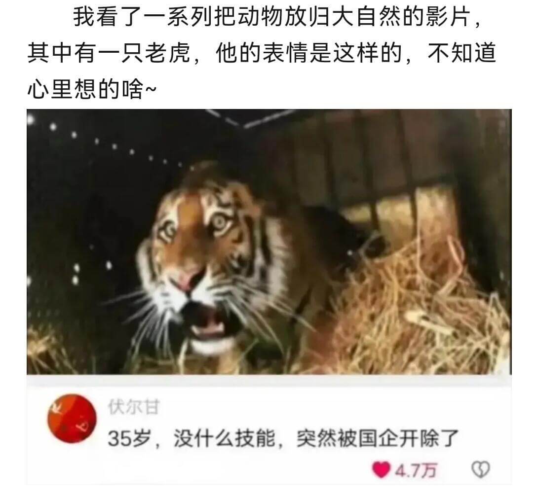 我看了一系列把动物放归大自然的影片，其中有一只老虎，它的表情