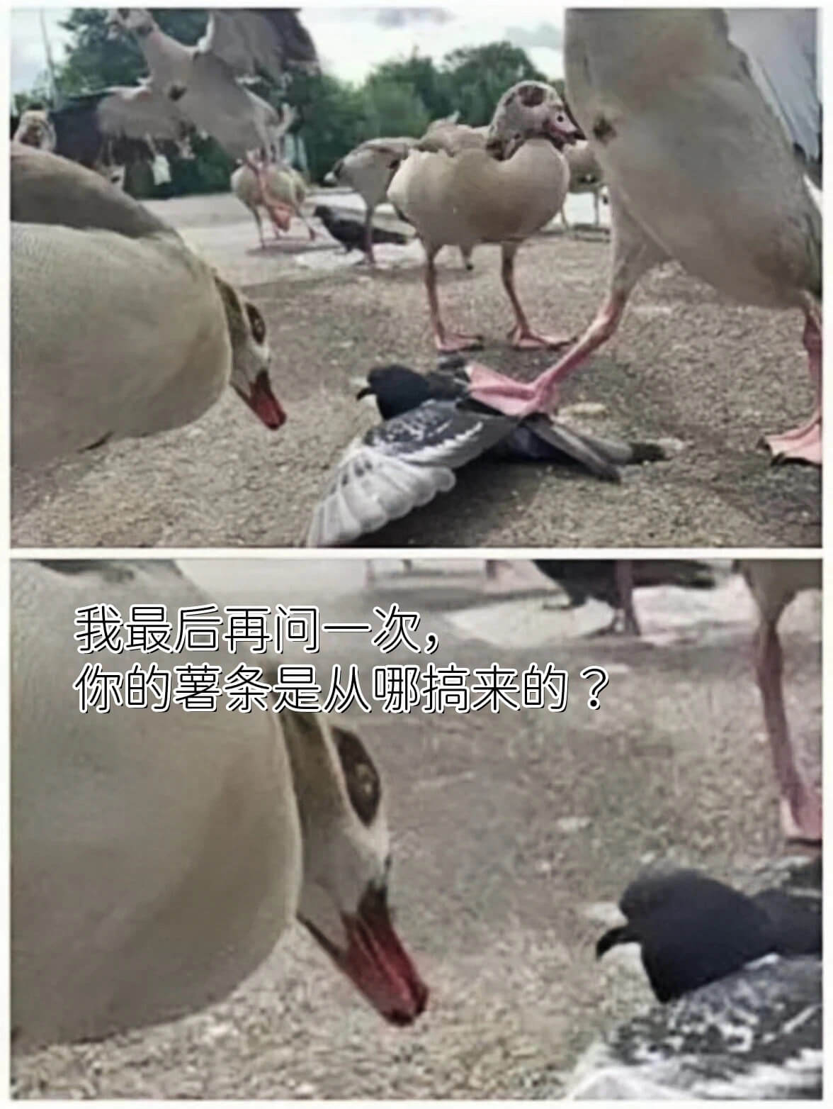 我最后再问一次,你的薯条是从哪搞来的?