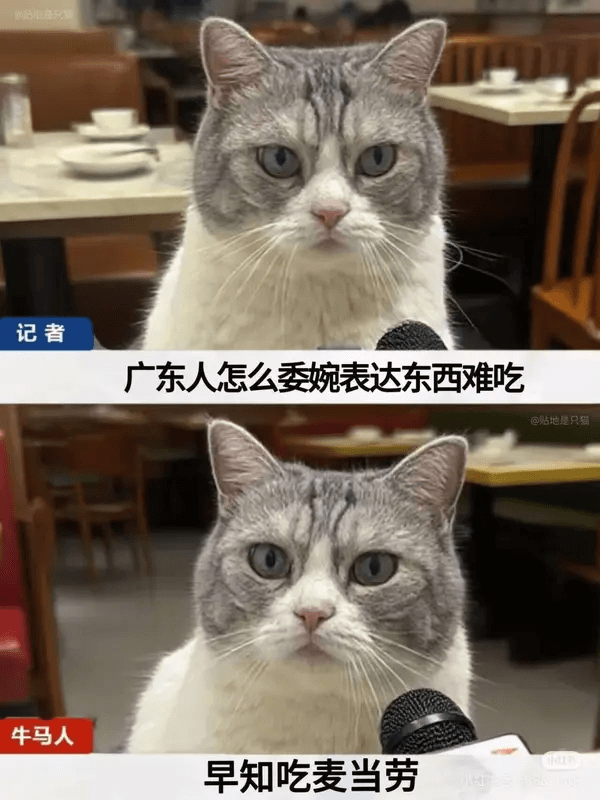 记者广东人怎么委婉表达东西难吃贴地是只猫牛马人早知吃麦当劳