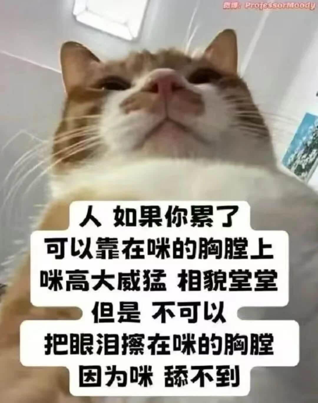 an:Professoumoody如果你累了可以靠在咪的胸膛