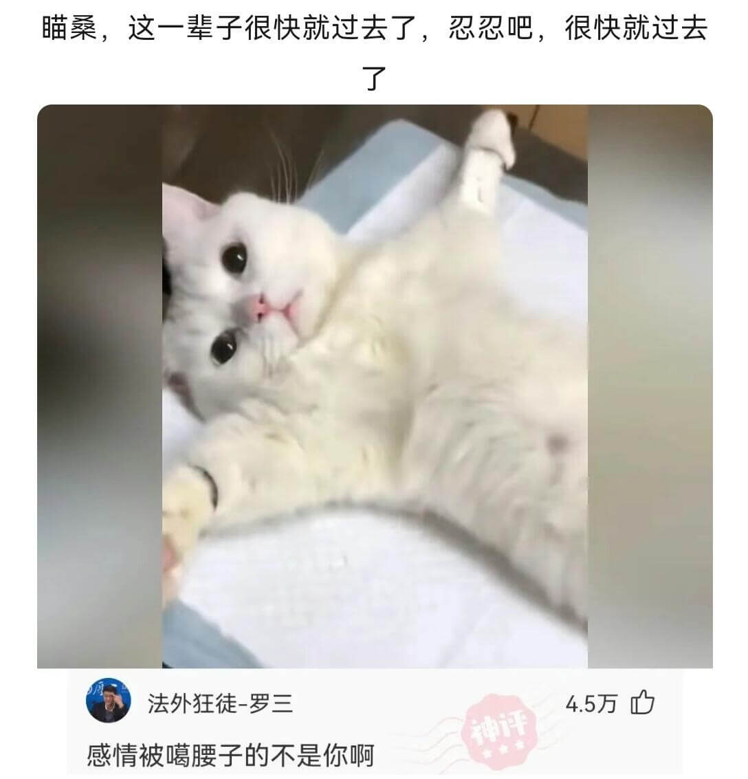 喵桑，这一辈子很快就过去了，忍忍吧，很快就过去了。法外狂徒-