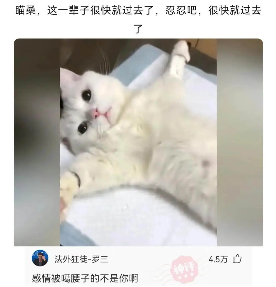 喵桑，这一辈子很快就过去了，忍忍吧，很快就过去了。法外狂徒-