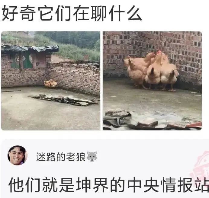 迷路的老狼他们就是坤界的中央情报站。