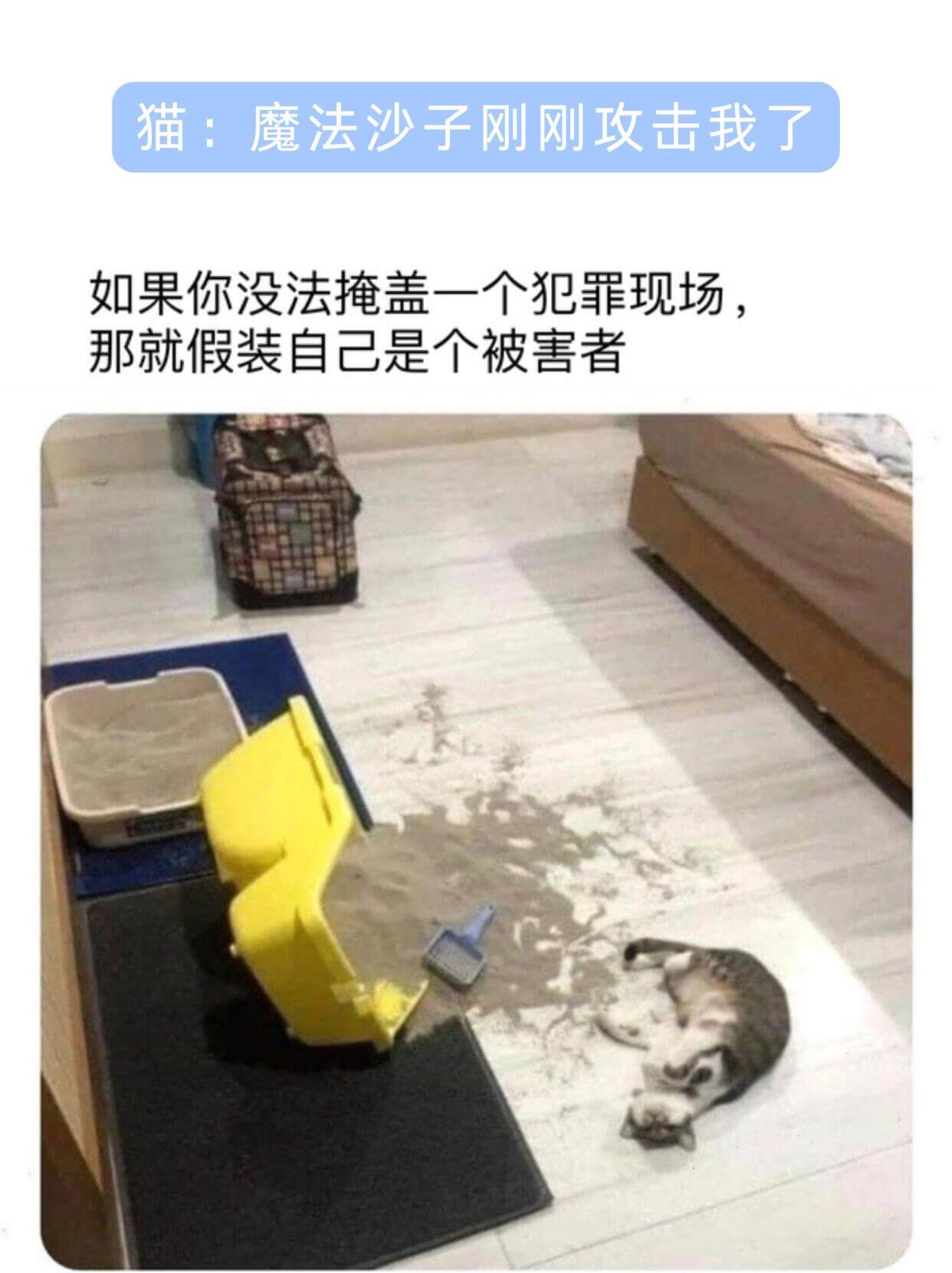 猫：魔法沙子刚刚攻击我了如果你没法掩盖一个犯罪现场，那就假装