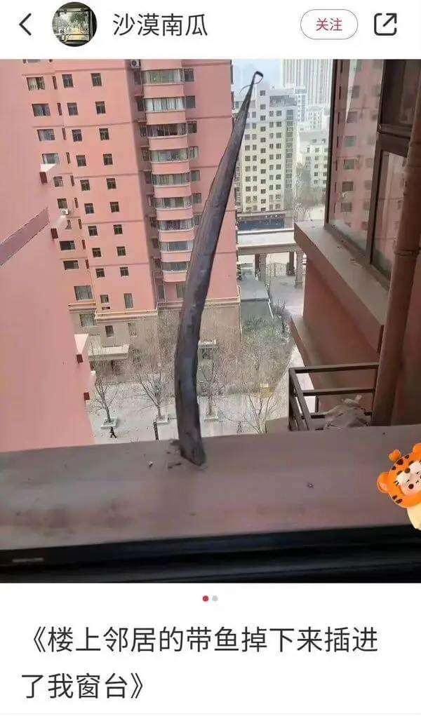 沙漠南瓜关注《楼上邻居的带鱼掉下来插进了我窗台》