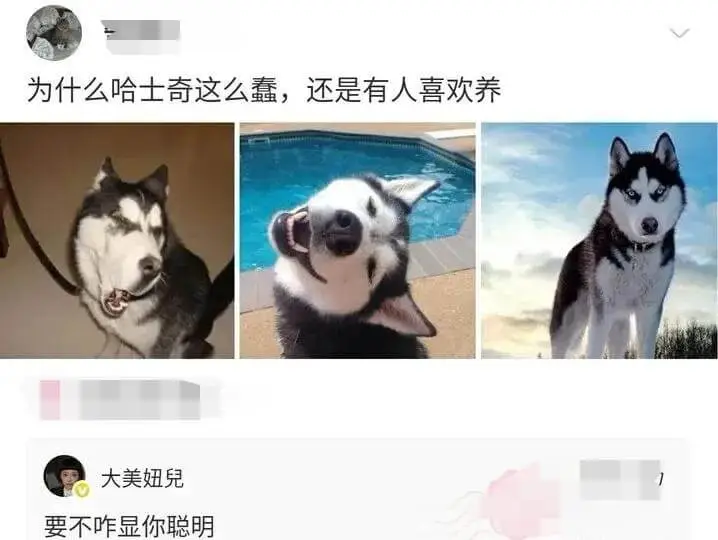 为什么哈士奇这么蠢，还是有人喜欢养？大美妞儿要不咋显你聪明