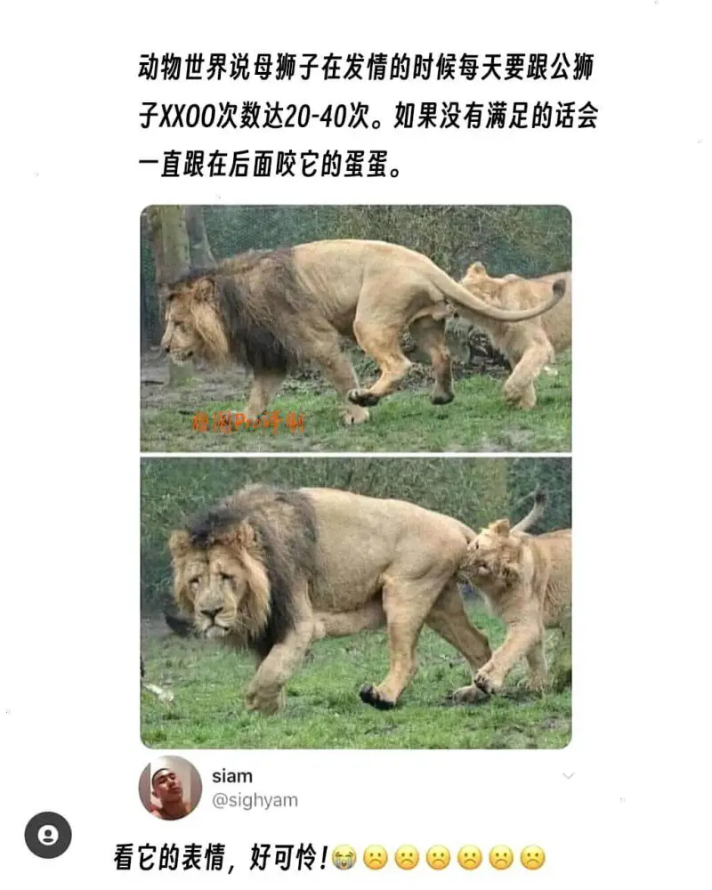 动物世界说母狮子在发情的时候，每天要跟公狮子XXOO次数达2