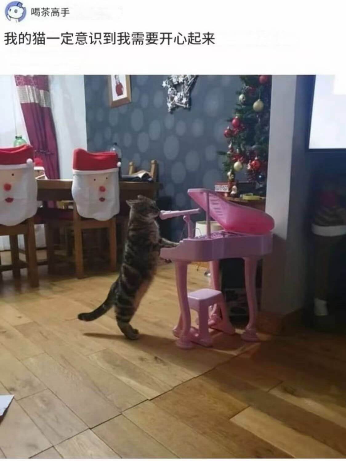 喝茶高手我的猫一定意识到我需要开心起来