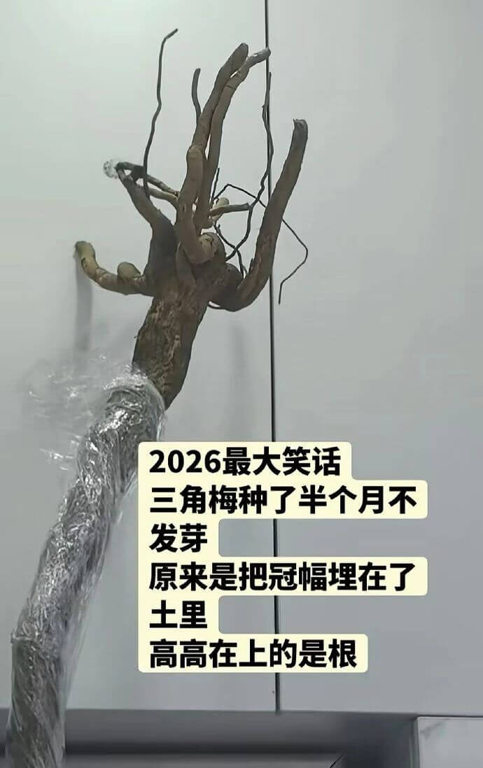 2026最大笑话：三角梅种了半个月不发芽，原来是把冠幅理在了