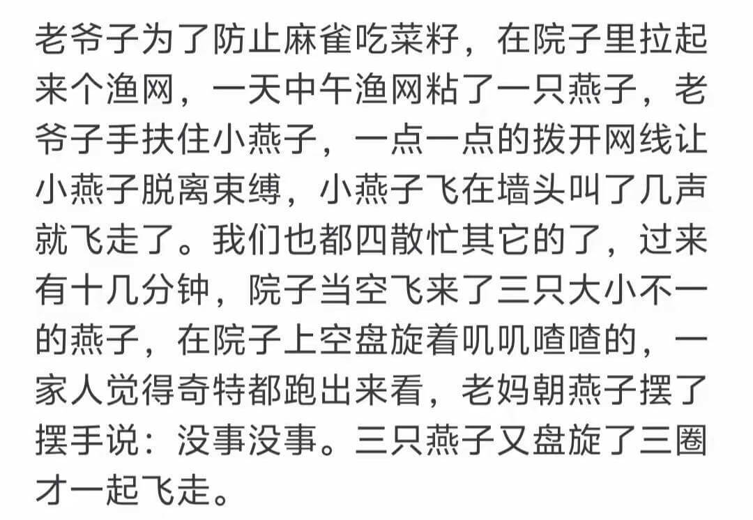 老爷子为了防止麻雀吃菜籽,在院子里拉起来个渔网,一天中午渔网
