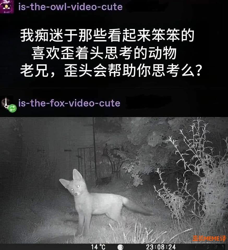 is-the-owl-video-cute我痴迷于那些看起来