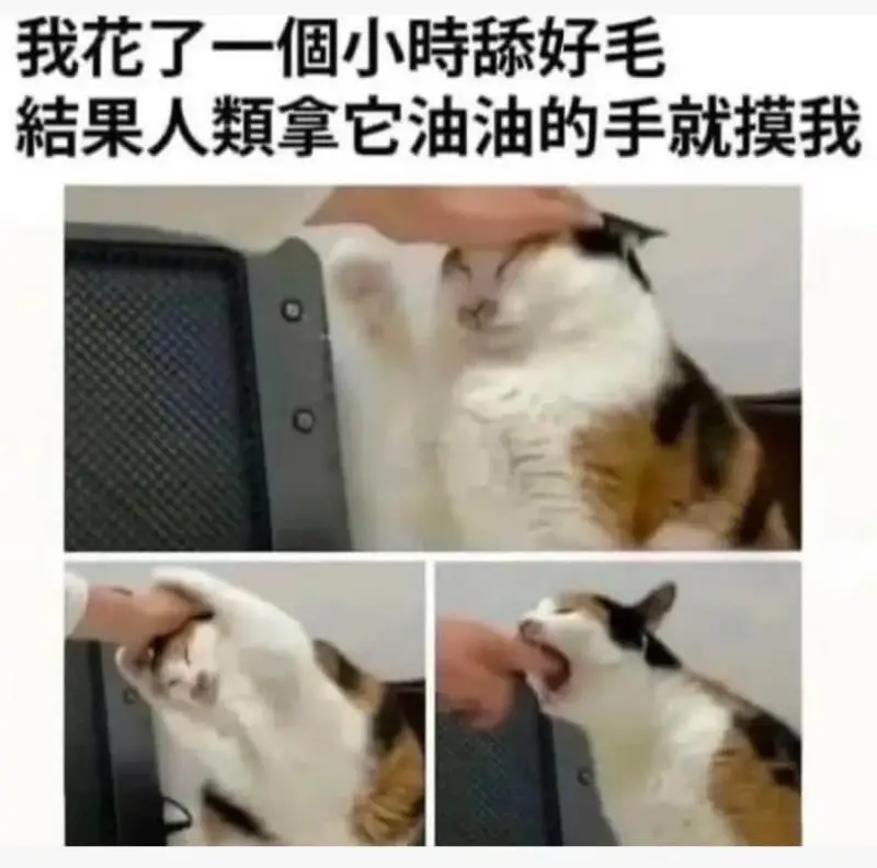 我花了一个小时舔好毛，如果人类拿它油油的手就摸我。
