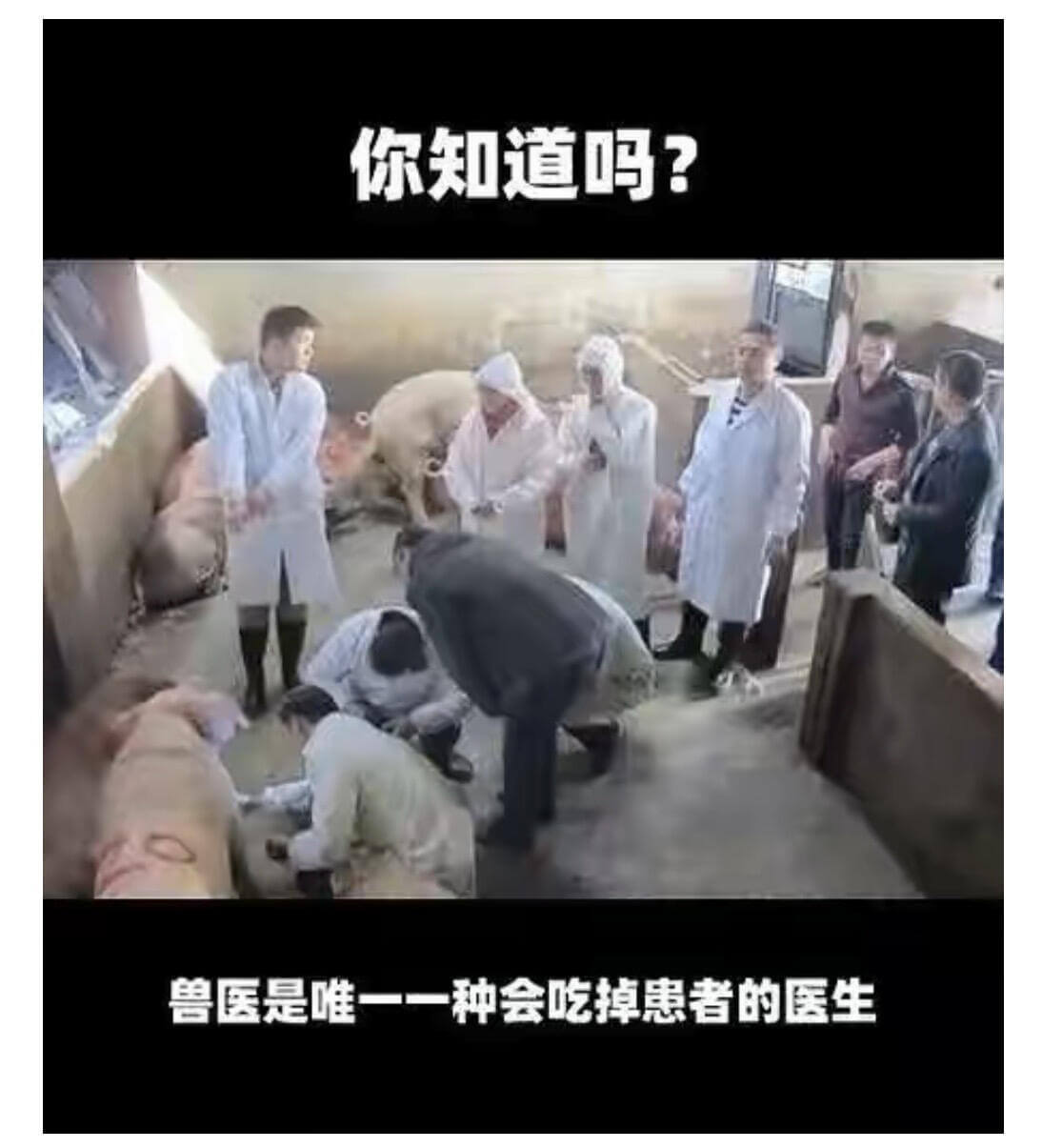 你知道吗?兽医是唯一一种会吃掉患者的医生