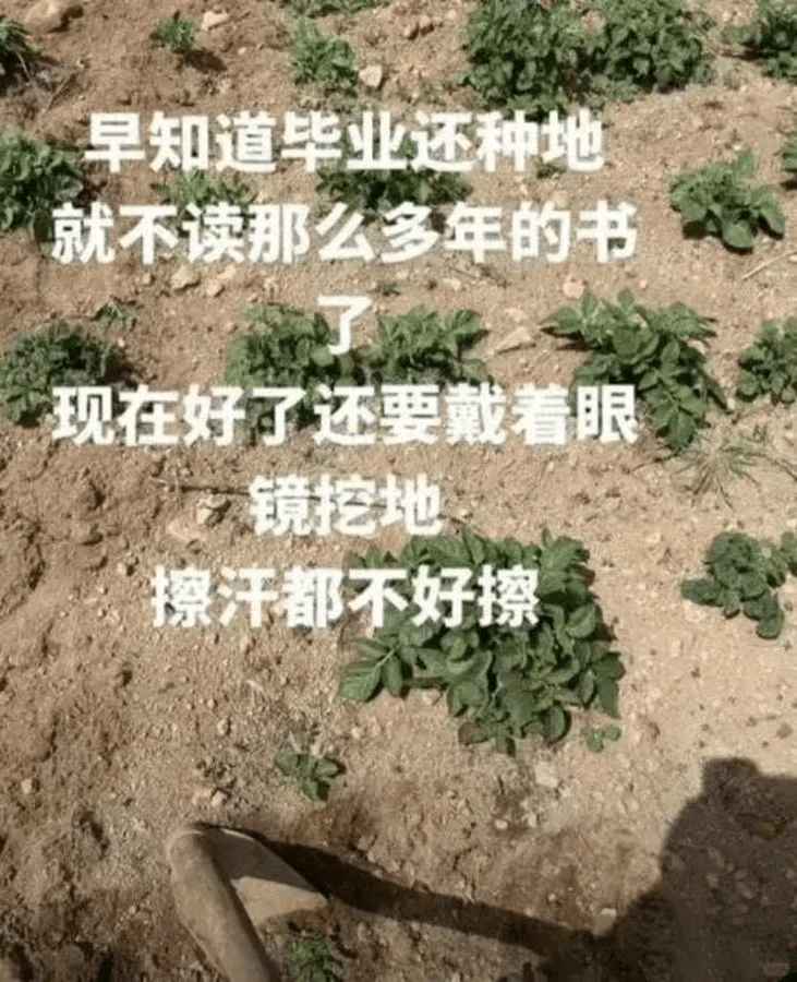 早知道毕业还种地，就不读那么多年的书。现在好了还要戴着眼镜挖
