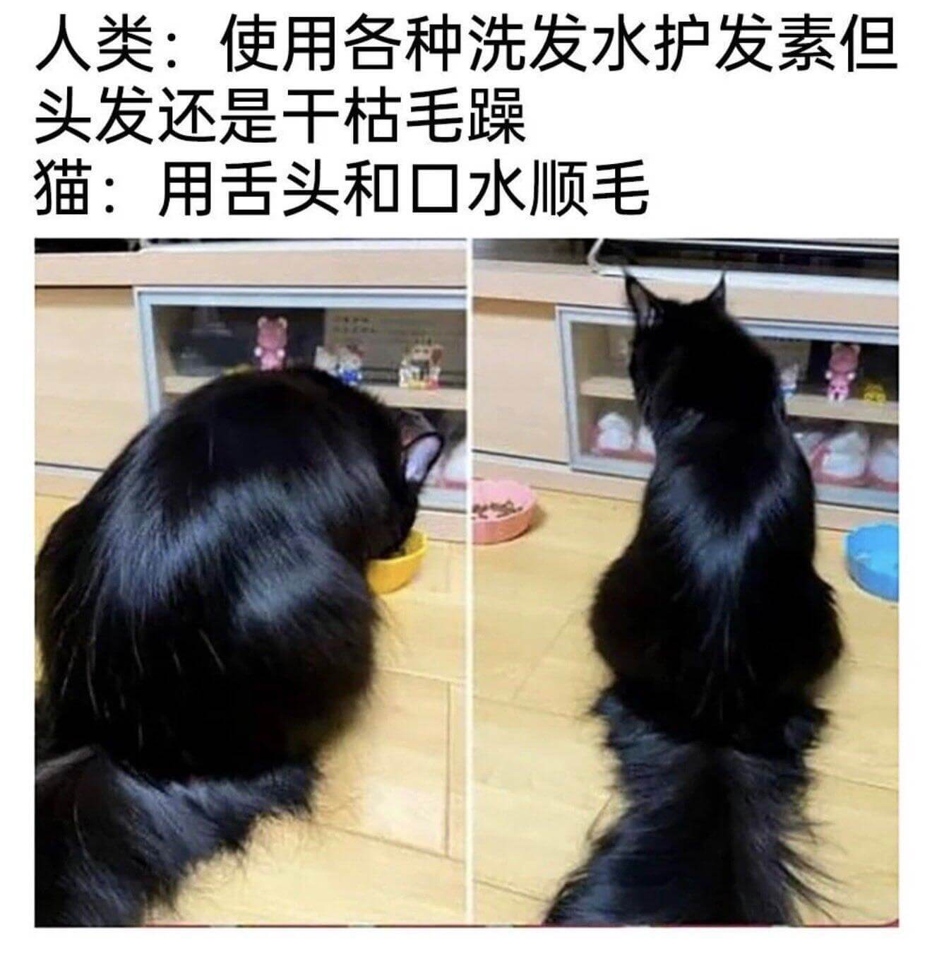 人类：使用各种洗发水护发素但头发还是干枯毛躁猫：用舌头和口水