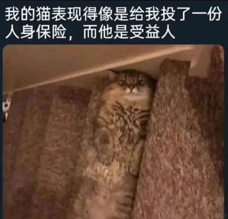 我的猫表现得像是给我投了一份人身保险，而他是受益人