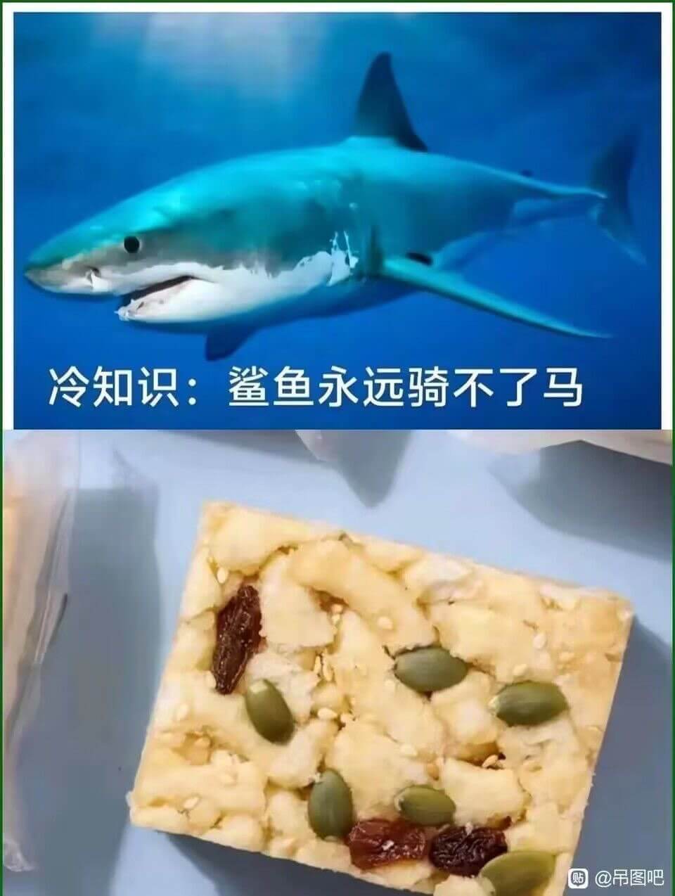 冷知识:鲨鱼永远骑不了马