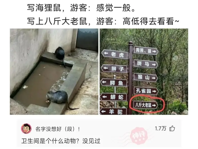 写海狸鼠，游客：感觉一般。写上八斤大老鼠，游客：高低得去看看