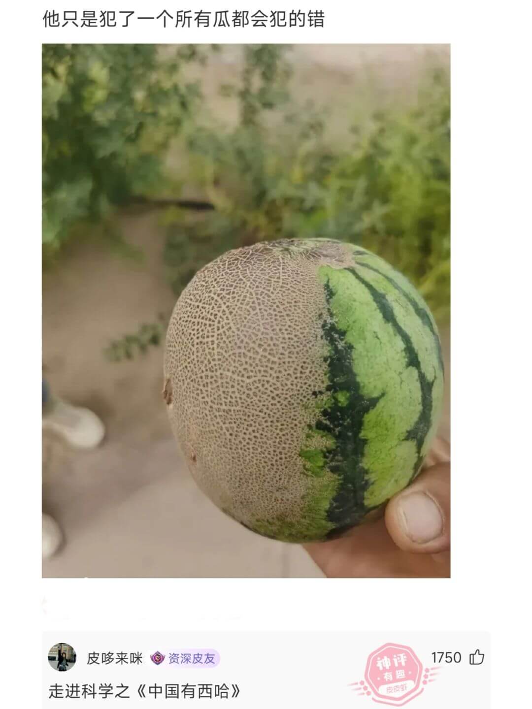 他只是犯了一个所有瓜都会犯的错皮哆来咪资深皮友走进科学之《中