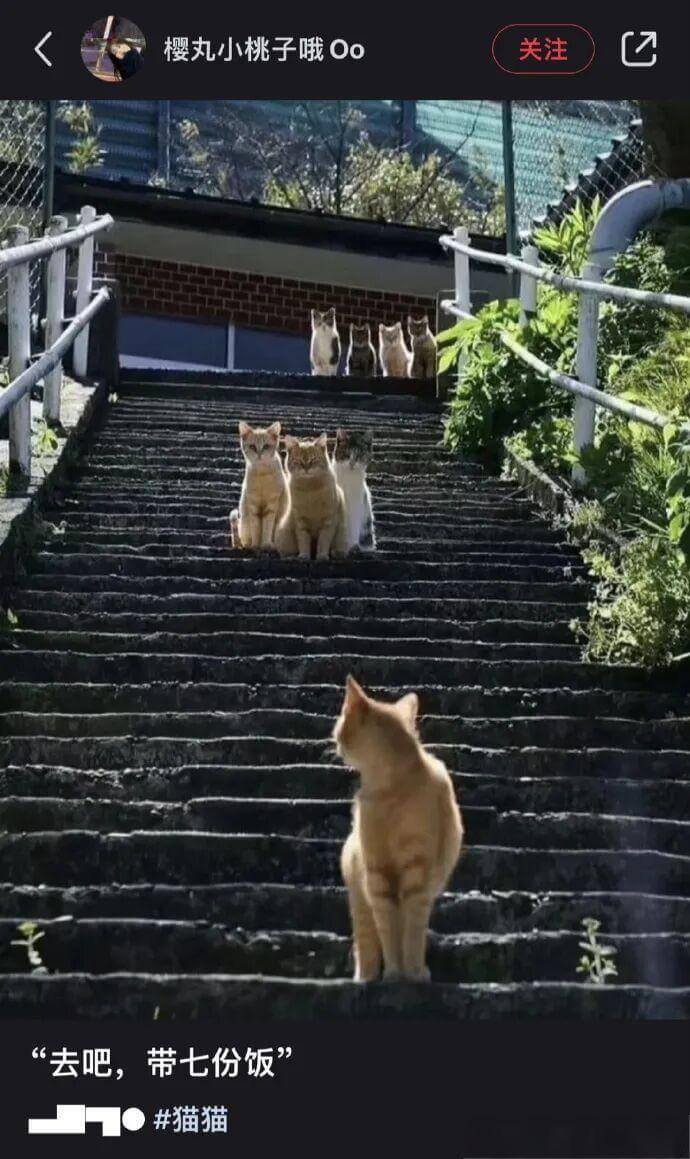 樱丸小桃子哦～00关注“去吧，带七份饭！”猫猫