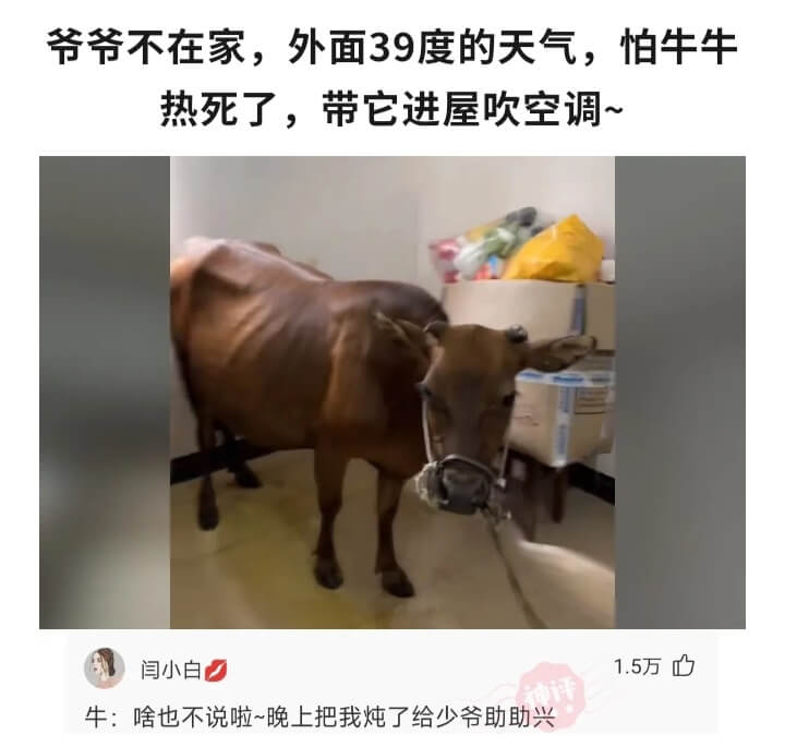 爷爷不在家，外面39度的天气，怕牛牛热死了，带它进屋吹空调~