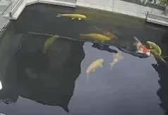 鱼:“抽筋了，哎哎!救我!救我!”