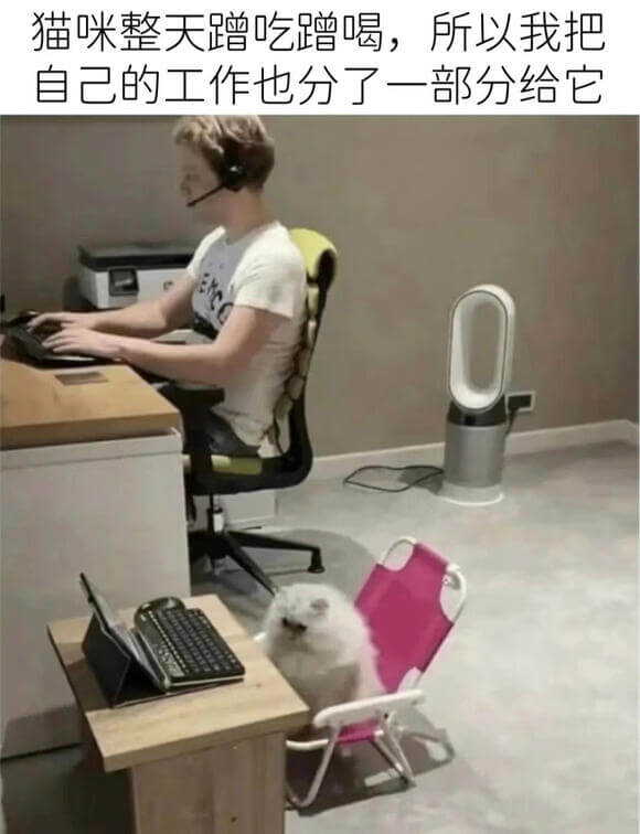 猫咪整天蹭吃蹭喝，所以我把自己的工作也分了一部分给它