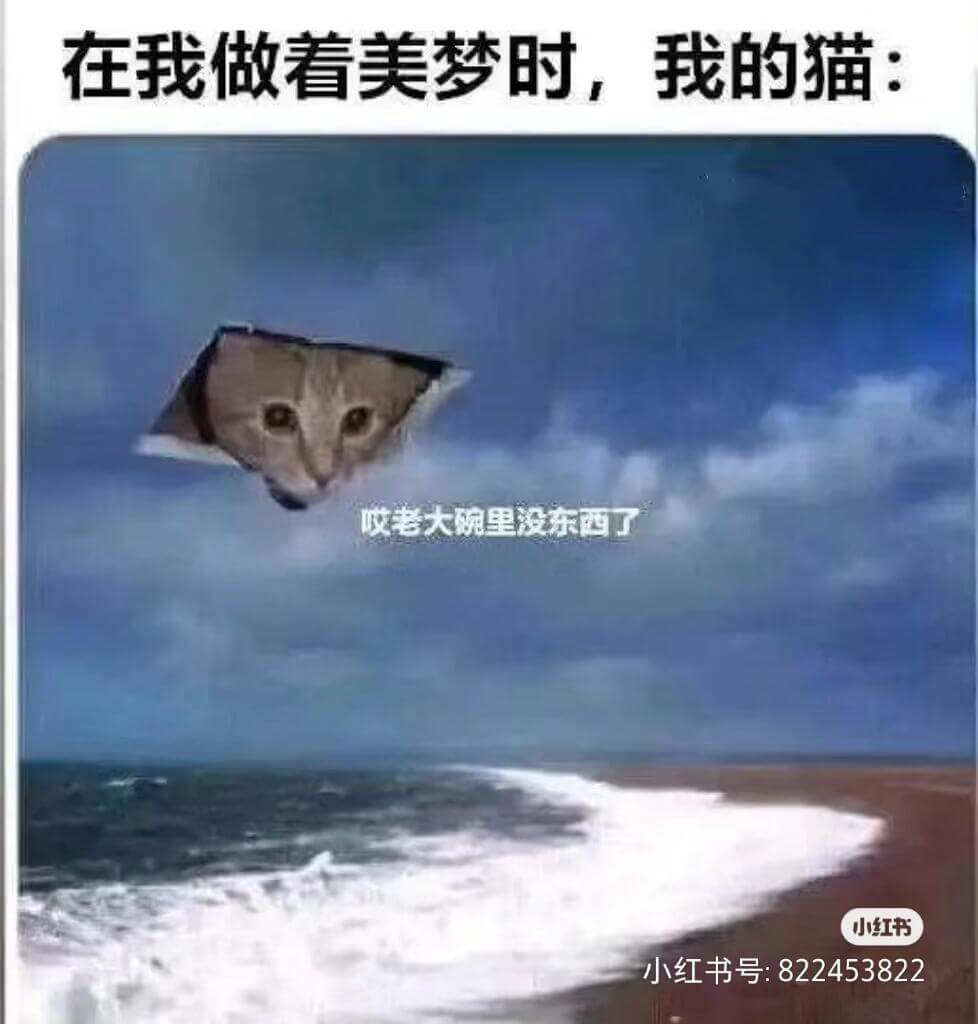 在我做着美梦时，我的猫：哎老大碗里没东西了小红书小红书号：8
