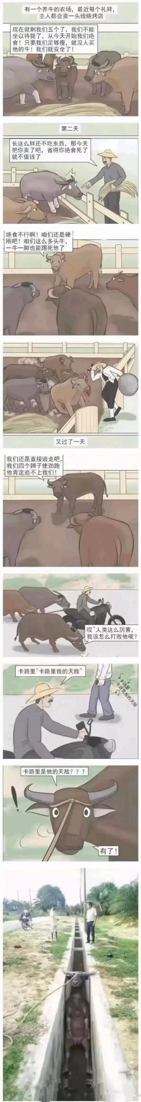 有一个养牛的农场，最近每个礼拜主人都会卖一头给烧烤店现在就剩