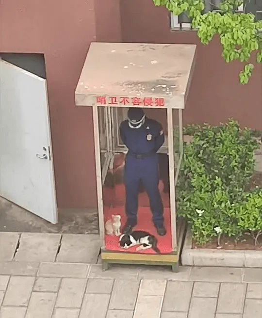 哨卫不容侵犯