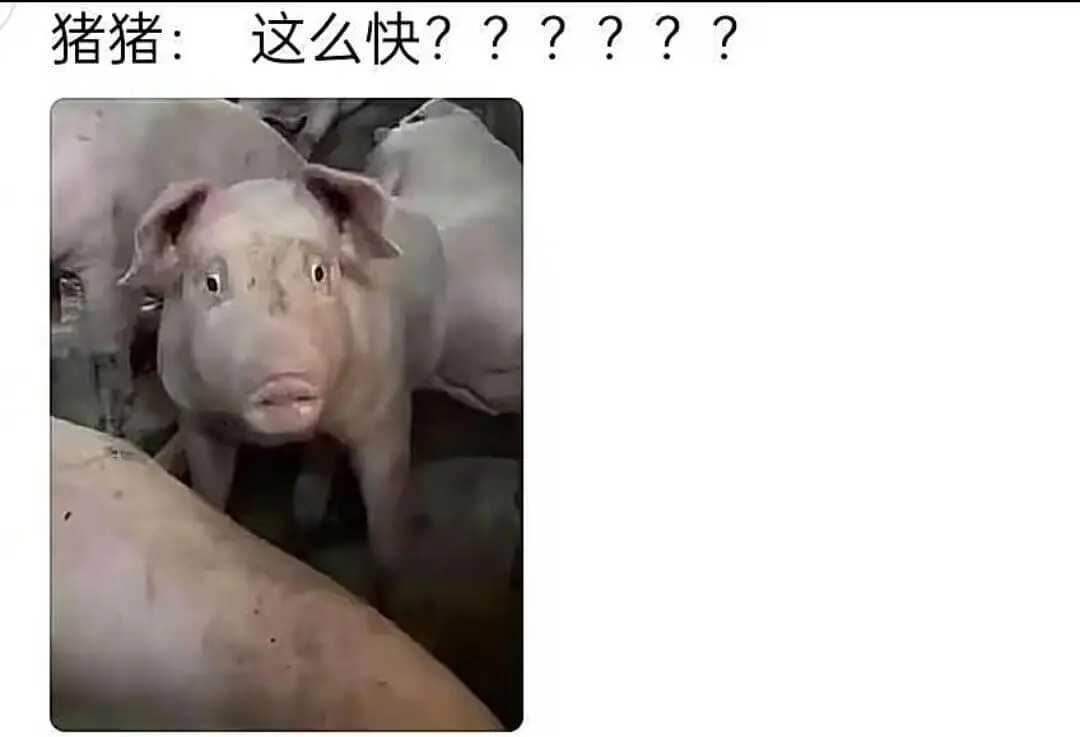 猪猪:这么快??????